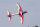 FMS F3A Olympus PNP - 140 cm